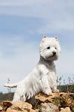 WESTIE 068